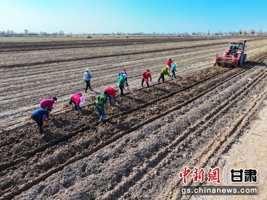 图为民勤县产业工人正在采收黄芪。(资料图)卢璐 摄